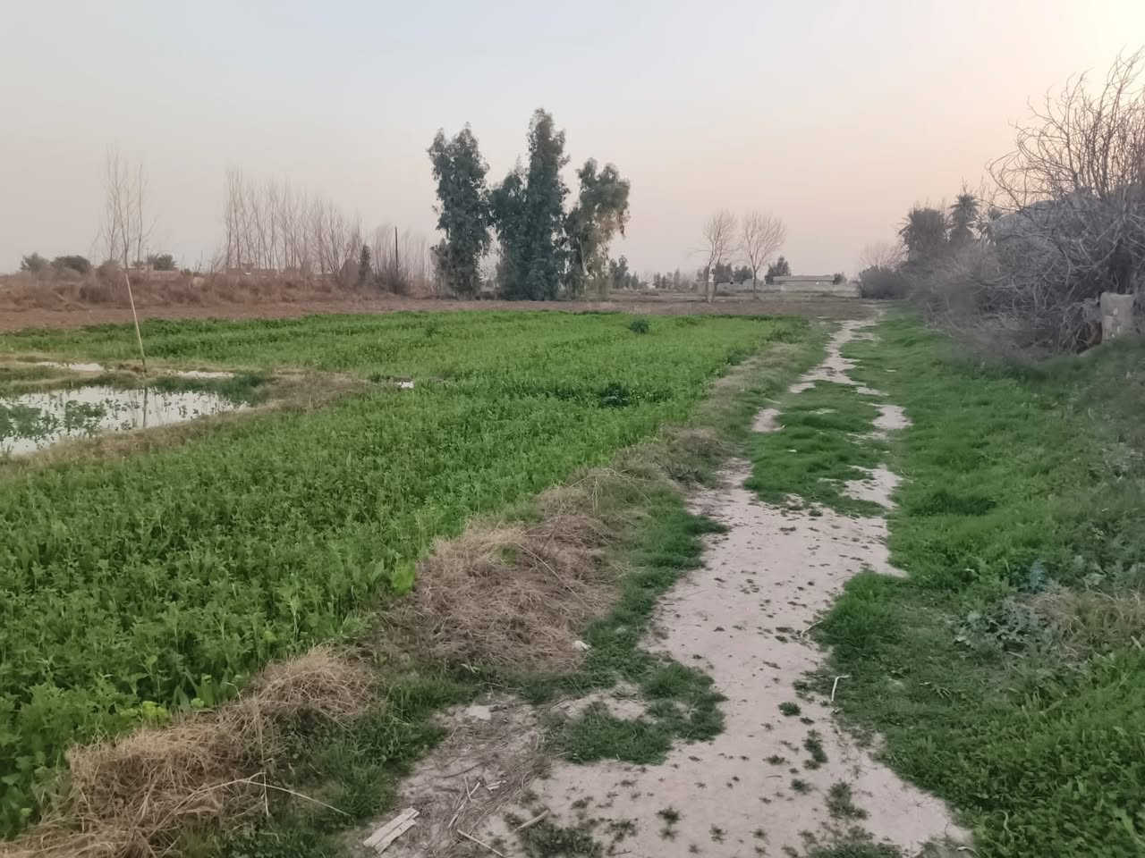 السلام عليكم گاع زراعيه المساحه ٣ دوانم اله ثلث كهرباء وبير كامل الموقع البعيجي قرب الجسر للأستفسار ***********
