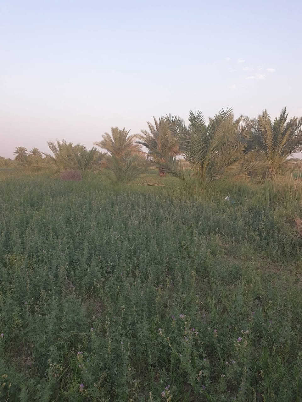 للبيع مزرعه ٦ دونم وربع طابو زراعي ٢٥ 
شارع النيل القديم قرب مخازن القمه 
***********
