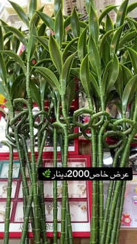 كلشي وكلاشي • توصيل لكل المحافظات • كراج الشمال