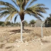 ١٢٥٠م • طابو زراعي • سند٢٥