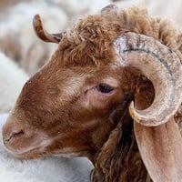 متوفر اضاحي طليان لليع🐏 مختلف الاوزان من 15 كليو لل25كيلو  الكمية خير ...