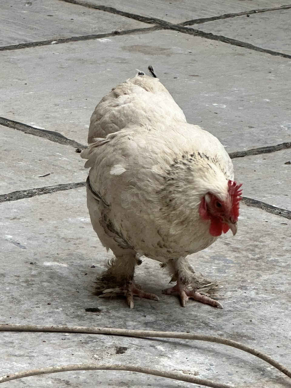 اللهم صل على محمد وال محمد- اخوان متاح ديج ودجاجه كوش الدجاجه تبيض ومتاح ديوجه عدد 2 عرب مع طيور دجاج عرب عمرهن شهرين او اكثر عددهن العنوان ديوانيه ام الخيل راسلني وبالخدمه حجز ماكو


**إذا كنت صاحب هذا الإعلان وتريد حذفه لأي سبب، رجاءا أرسل رسالة إلى الدعم الفني**