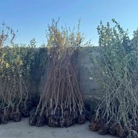 مشتل نور الهدى • عرموط صيفي • الانبار حديثة