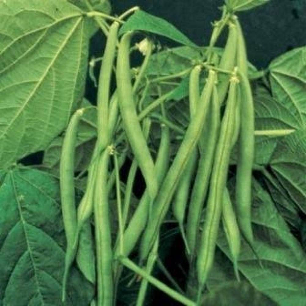 🌱 متوفر لوبيا الرياض F1 – Cowpea Riyadh F1 🌱
صنف مميز من اللوبيا الطويلة الهجينة يتميز بقوة النمو والإنتاجية العالية، مناسب للزراعة المكشوفة والبيوت البلاستيكية، ويعطي قرون طويلة ناعمة ذات لون أخضر جذاب وتسويق ممتاز.

اشتركو في كروب تجهيزات ازرع متخصص في عرض اجود انواع البذور والاسمدة والمبيدات

رابط الصفحة
https://www.facebook.com/share/g/17mLpgxicF/
أهم المواصفات:
✔️ هجين F1 قوي ومتجانس
✔️ نمو سريع وتحمل جيد للحرارة
✔️ إنتاج وفير ومستمر لفترة طويلة
✔️ قرون طويلة مستقيمة ذات جودة عالية
✔️ لون أخضر فاتح مرغوب بالسوق
✔️ مناسب للنقل والتسويق
✔️ نسبة إنبات ونقاوة عالية
مميزات الصنف:
🔸 عقد ممتاز حتى بالأجواء الحارة
🔸 مقاومة جيدة للإجهاد والظروف الجوية
🔸 يصلح للزراعة الربيعية والصيفية
🔸 إنتاج اقتصادي وربحية ممتازة للمزارع
طريقة الزراعة:
📌 يزرع مباشرة بالبذور
📌 مسافة الزراعة بين النباتات 20–30 سم
📌 يحتاج تسميد متوازن وري منتظم
📌 يبدأ الإنتاج خلال فترة قصيرة مع العناية الجيدة
الاستخدام:
🥗 يستخدم للاستهلاك الطازج والتسويق المحلي
🌱 مناسب للمزارعين الباحثين عن صنف قوي وإنتاج تجاري ناجح
✨ لوبيا الرياض F1… قوة إنتاج وجودة تسويق في صنف واحد.
مغلف وزن كيلو 
سعر المغلف  ٢٢  الف
يوجد حجز وتوصيل لجميع المحافظات
للحجز/ ***********

