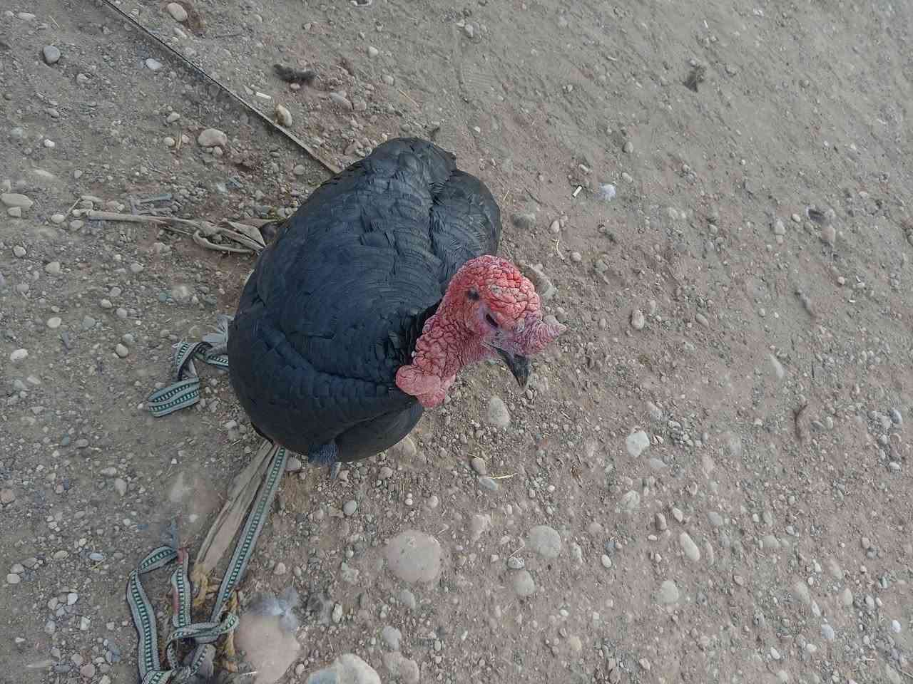 اخوان السلام عليكم علويات فحوله للبيع مال عرب سرحي السعر الواحد 65,000 مكان موصل جانب الايمن الشراي شراي خلي خابر يتدلل *********** ***********
