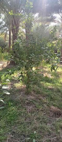 عود حامض • ٥٠ عود • كربلاء الحسينيه