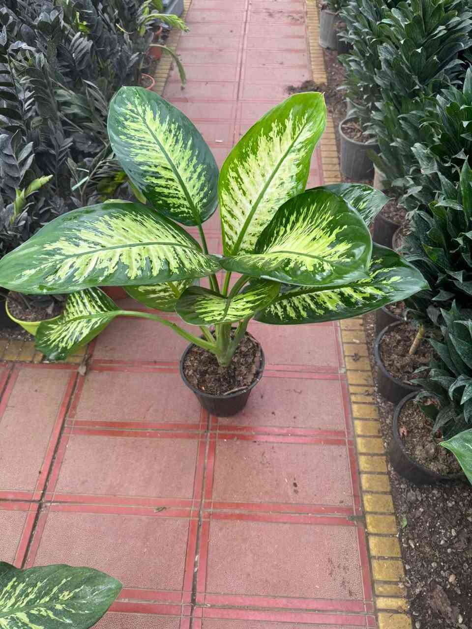 🌿 نباتات ظل صحية
🪴 أسعار مناسبة
🚚 توصيل داخل (بغداد ٥٠٠٠ )
📩 راسلينا خاص بغداد, العراق


**إذا كنت صاحب هذا الإعلان وتريد حذفه لأي سبب، رجاءا أرسل رسالة إلى الدعم الفني**