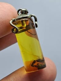 كلادة كهرب • اصلي • مشروط