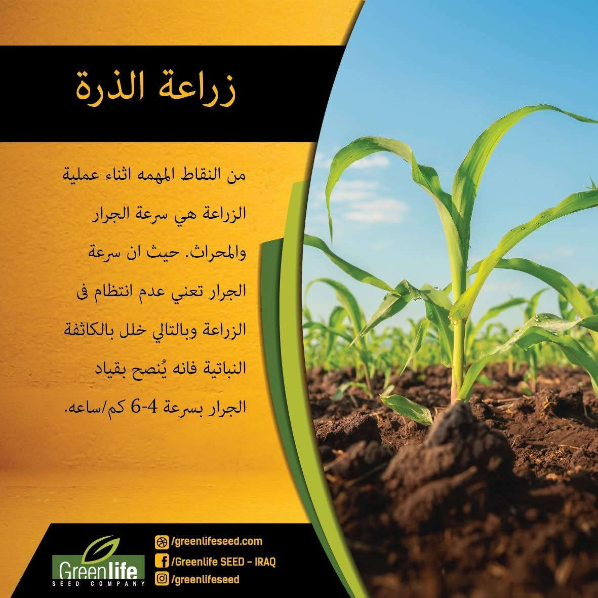 على بركة الله تجهيز بذور الذرة الصفراء للعروه الربيعيه صنف pL700 بتاريخ 2/12/للموسم الحالي البيع جمله مفرد للتواصل  *********** كركوك حويجه
