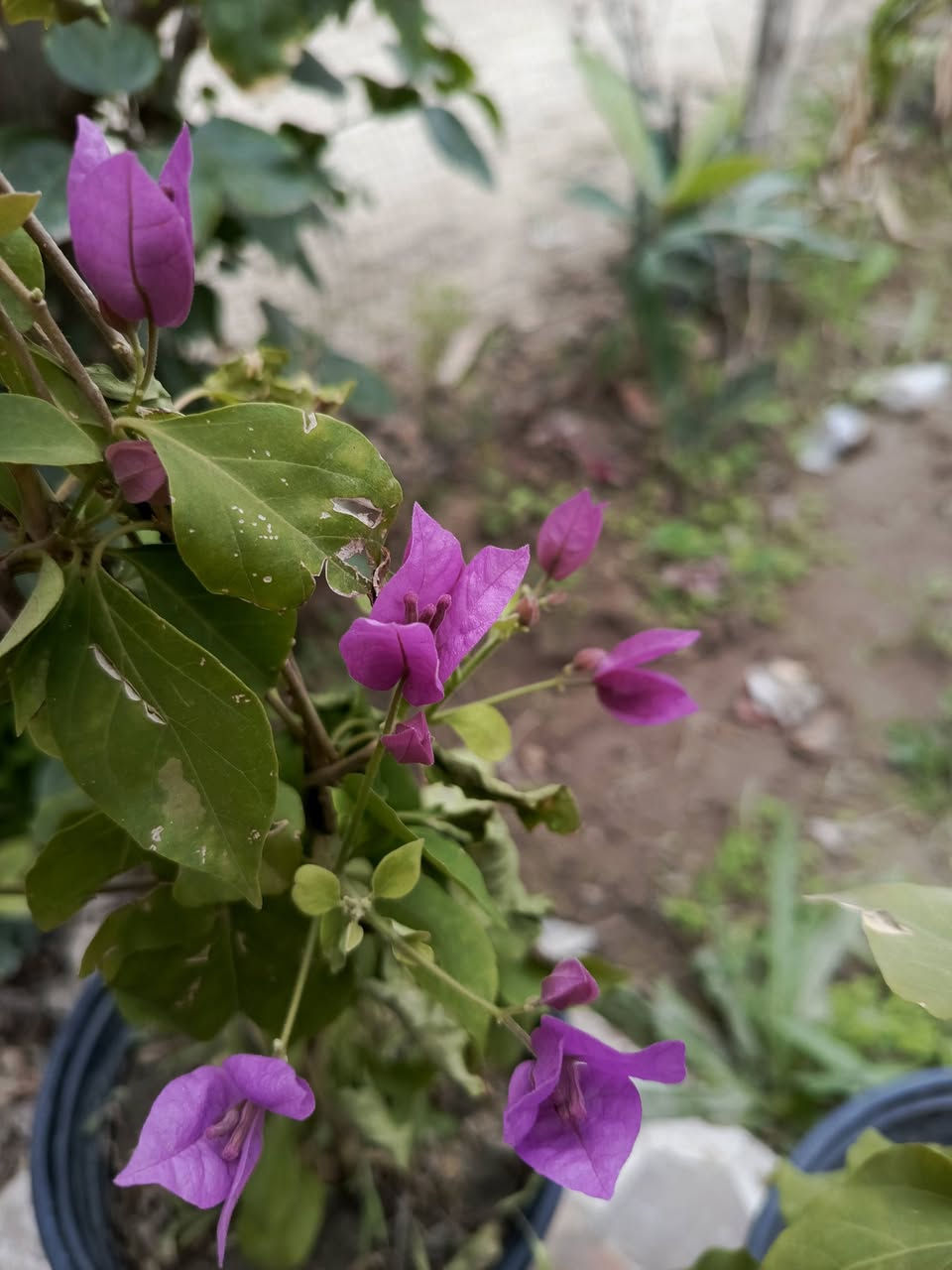 متوفرة شتلات متنوعه 
للحجز والطلب يرجى المراسلة 
توصيل فقط المسيب __كربلاء___حله___بغداد


**إذا كنت صاحب هذا الإعلان وتريد حذفه لأي سبب، رجاءا أرسل رسالة إلى الدعم الفني**