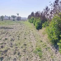 بابل • ٥ دونم • طابو زراعي