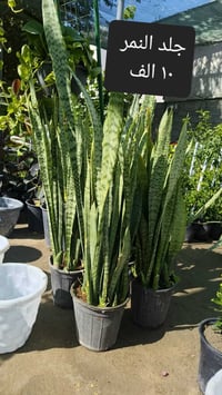 نباتات داخلية • نباتات خارجية • توصيل مجاني