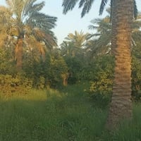 يتوفر نص دونم سند 25 بستان حمضيات زاد 15 نخل  برحيه العنوان المدائن ال...
