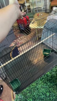 قفص عملاق • جميل • للبيع