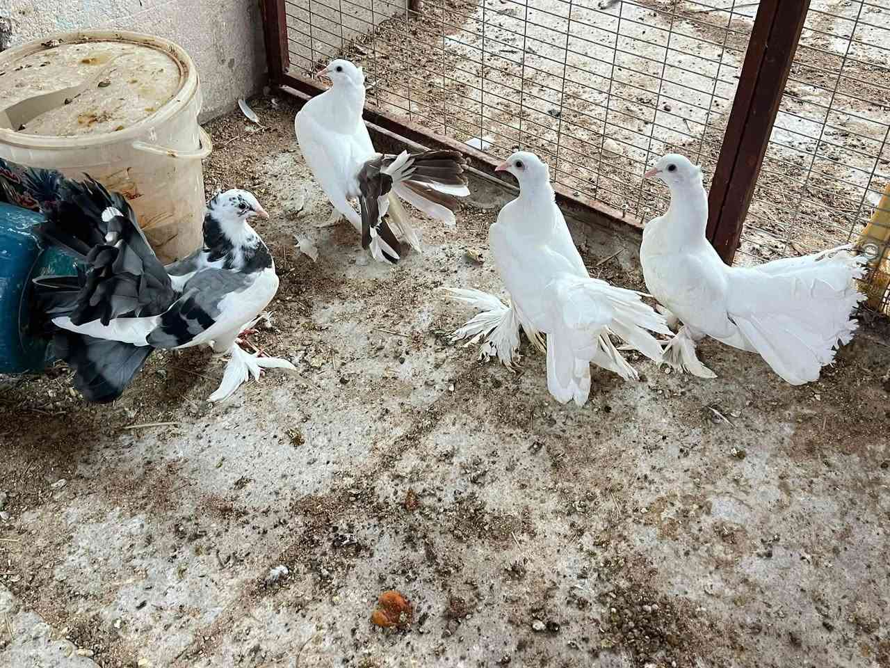 متاح زوجين عرايس مخاليف مال بيت طيور السعر 35 قفل مكاني زبير ***********

