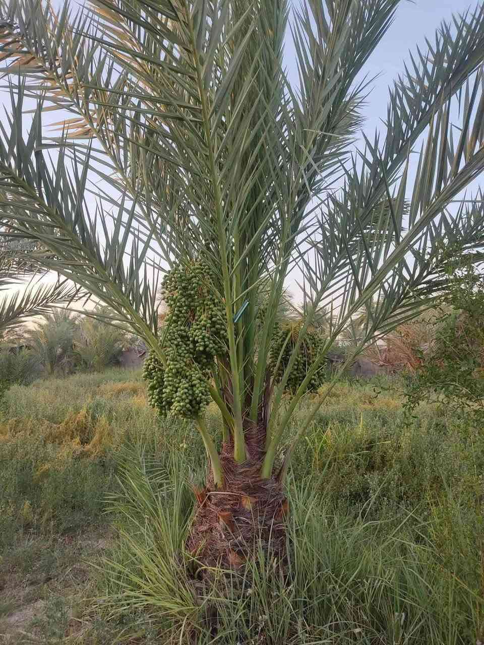 دونمين وبيت وبراني 16متر وبستان نخل 60نخله قريب عل شارع العام طريق زوار 60متر عل شارع العام مدارس متوسطه وبتدائيه كامل خدمات ماي كرهباء   يبعد عن الولايه كيلو  محافضت الديوانيه قضاء شاميه منطقت صوانيع سعر 60 وبي مجال ***********
