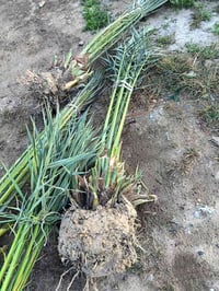 اسلام عليكم يوجد لدينه انواع النخيل والحمضيات والقلمطوز وانواع الورد و...