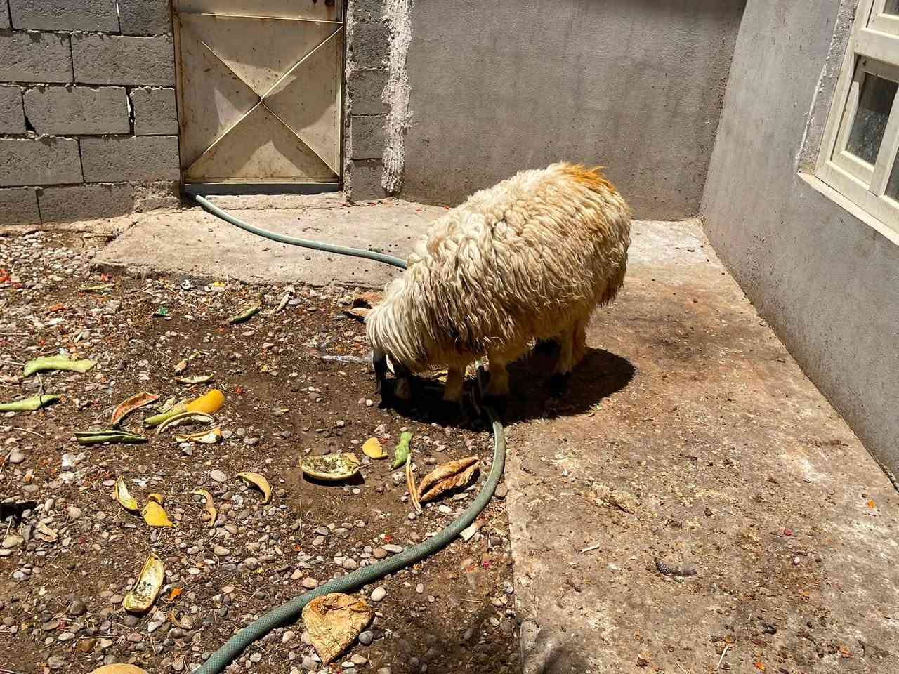 سلام عليكم متاح فطيمه عراقيه بالشرط تطلع ١٨ كيلو هيج سعرها ٣٥٠ وبيها مجال للاستفسار ***********
