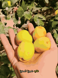 أشجار السدر • أشتال تفاح • كربلاء طويريج