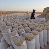 تبن مال دراسه زوج 3500واصل البيتك 07704812048 اتصال /واتساب