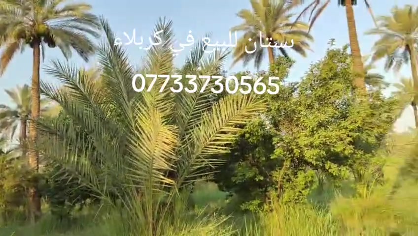 بستان دونمين للبيع في كربلاء منطقه الحسينيه شارع البو غانم  البستان تبعد عن شارع التبليط حدود 400 متر يبعد عن الامام ع    15 كيلو   تفاصيل اكثر  *********** *********** ***********  يوجد واتساب
