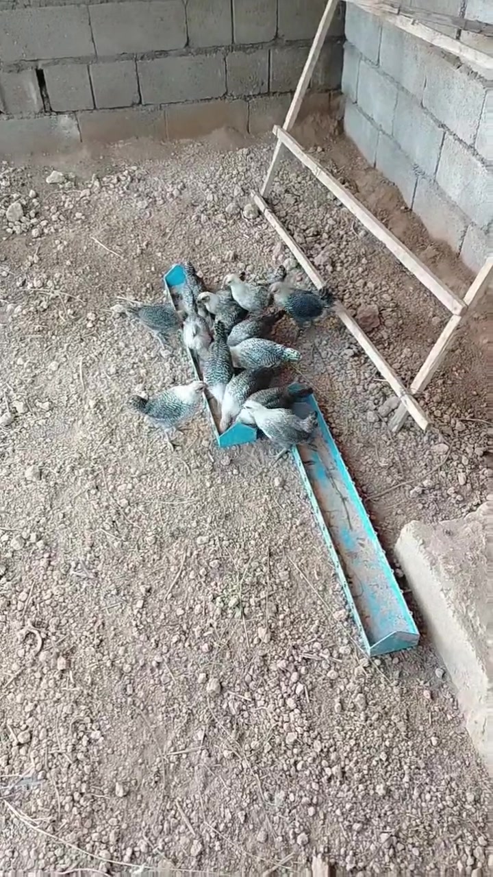 السلام عليكم فيومي فضي عمرهن ٥٥ يوم نشاط خير من الله ***********

