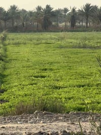 بغداد الراشدية • ٢ دونم • سند25