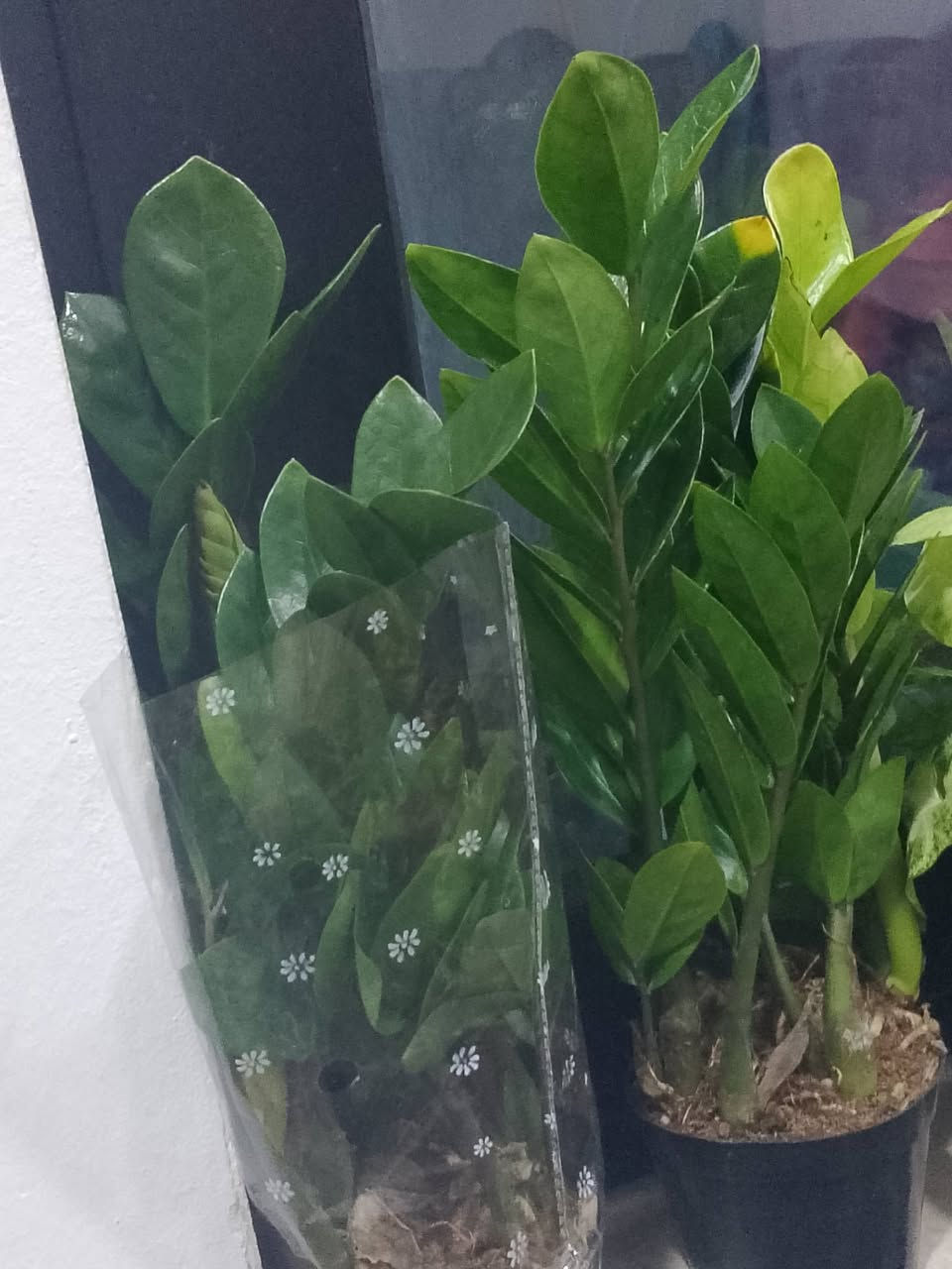 نباتات ضليه دائميا
بأنسب الاسعار توصيل جميع مناطق كركوك
مشتل غصن  
للستفسار مراسلة الصفحه


**إذا كنت صاحب هذا الإعلان وتريد حذفه لأي سبب، رجاءا أرسل رسالة إلى الدعم الفني**