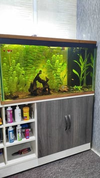 حوض للبيع الحوض   يحتوي ع نباتات. موضحه بصور يحتوي ع 12قطعه سمكه دانيو...