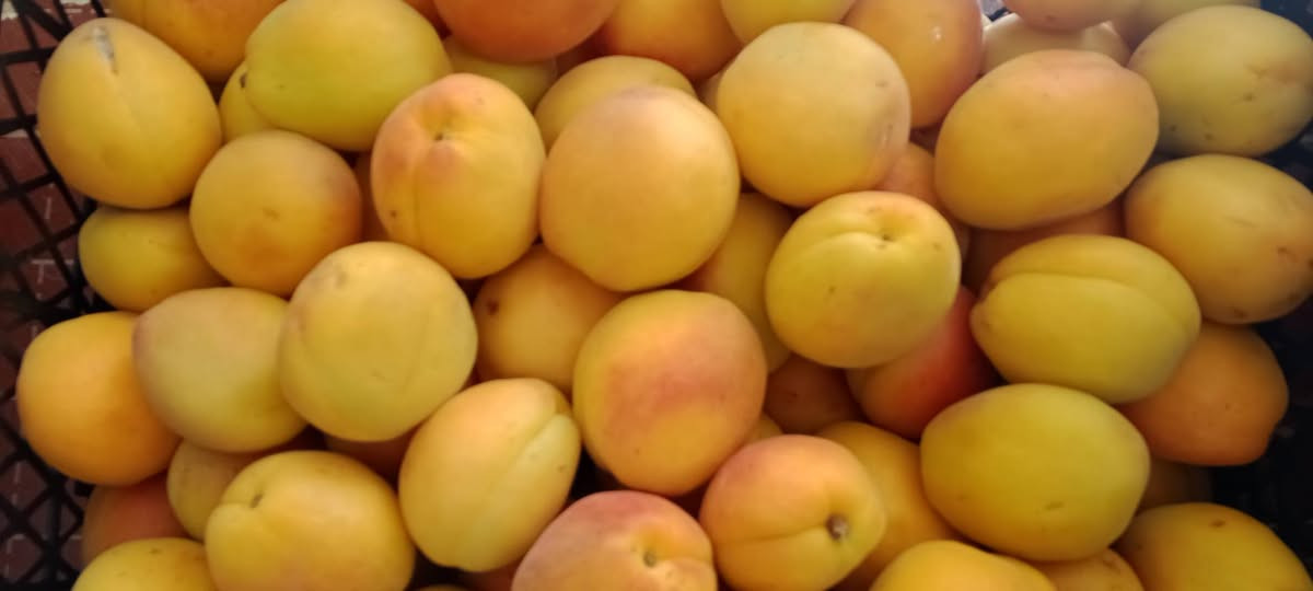 علوة السيد مسواك جديد بسعار مناسبه يوجد توصيل مجاني ***********
