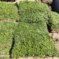 ثيل فرنسي • دائم الخضرة • الخالديه