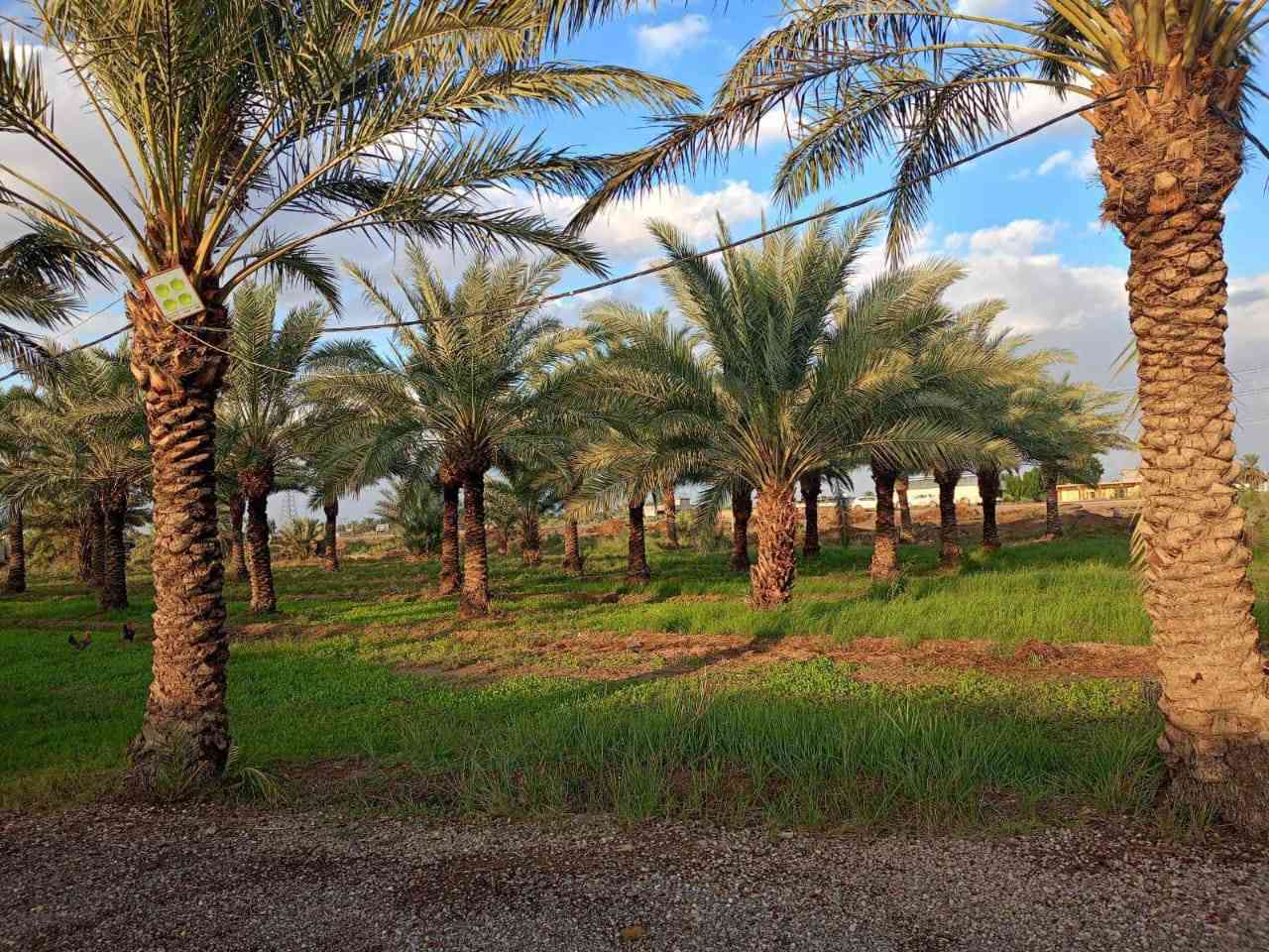 ٢ دونم طابو سند ٢٥ تحويل مباشر وجه شارع العام طريق بغداد كوت واسط عزيزية  الوجه ٤٠ متر كافت الخدمات متوفره***********
