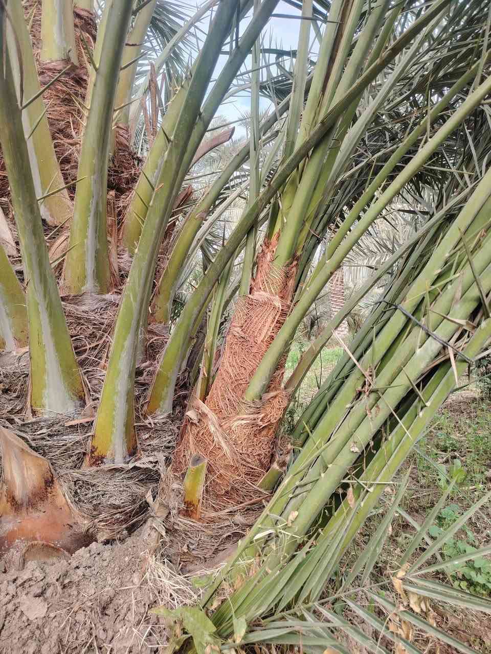 يا الله. 
السلام عليكم. موجود فسائل برحي أحجام خشنة للبيع الراغب بالشراء ***********
