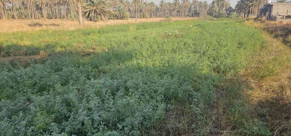 يا الله.... متابعينا الكرام >> الملاك للعقارات كربلاء 
💥بيع مستعجل.....بيع مستعجل __ السعر جدا مناسب 

🛑 3 دونم يباع منها دونم دونمين أو جميع المساحة 
🛑 جميع الخدمات متوفرة الشارع النازل لها 7 متر 
🛑 قرب مدرسة وجامع وعن التبليط 200 م تقريبا 
🛑 طابو زراعي سند 25 تحويل أسهم بالسند 
🛑 تبعد عن طريق الزوار شارع النجف عمود 1141 بمسافة كيلوين تقريبا وعن مركز المدينة 17 كيلو 
💲 سعر الدونم 80 مليون << هذا السعر لمدة محدده كون البيع مستعجل 
🎬 يوجد فيديوا بالتعلقيات يوضح كلشي 
🎬 يوجد فيديوا للراغب بالشراء من الأرض إلى الشارع العام 

💥 عنواننا 》مكتب أملاك الخير _ شارع الرابط _ قرب بساتين طيبة 
يمكنك الاتصال لمعرفة جميع التفاصيل والأفضل تأتي لمشاهدة الموقع والاقتناع وبخدمتكم 
       ***********  /   ***********
                   محمد أبو ملاك الحسناوي
