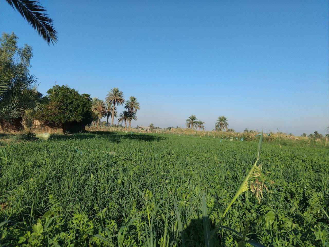 السلام عليكم توجد ارض زراعيه ٣ دوانم للبيع اليوسفية _ بئر الحمام سند ٢٥ قريبه عن الناحية ٥ دقايق مي وكهرباء وقريبه عله التبليط ومشجره ومزروعه كلها جت ونخل واروائي مي بيها واساله  الوجه ٣٠ نزال ٢٥٠ متر
السعر ٧٥ وبيه مجال
التواصل عله الرقم ***********
