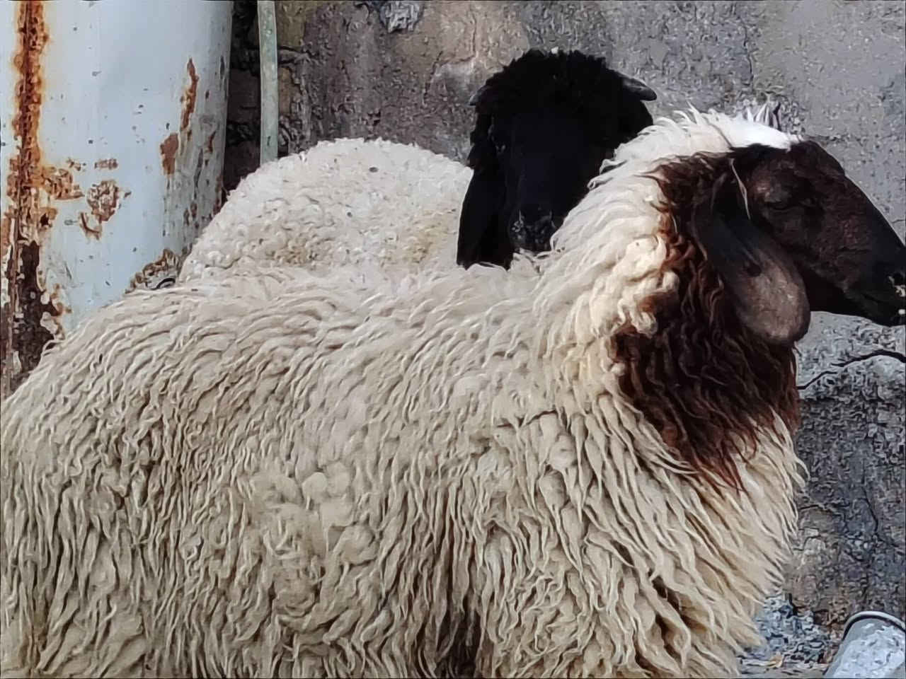 ياالله 
طليان ثنين نثايه شرط الصحاء 
طليان خشنات وسمان مناسبات 
مال جني نذر سعر الواحده 215
مكان الديوانية قضاء الشاميه 
توصيل ماكو شراي يتصل 
***********
