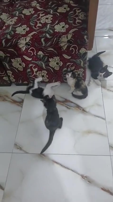 عندي قطط حلوات العمر شهرين الي يريد يراسلني في منطقه طالب العلي


**إذا كنت صاحب هذا الإعلان وتريد حذفه لأي سبب، رجاءا أرسل رسالة إلى الدعم الفني**