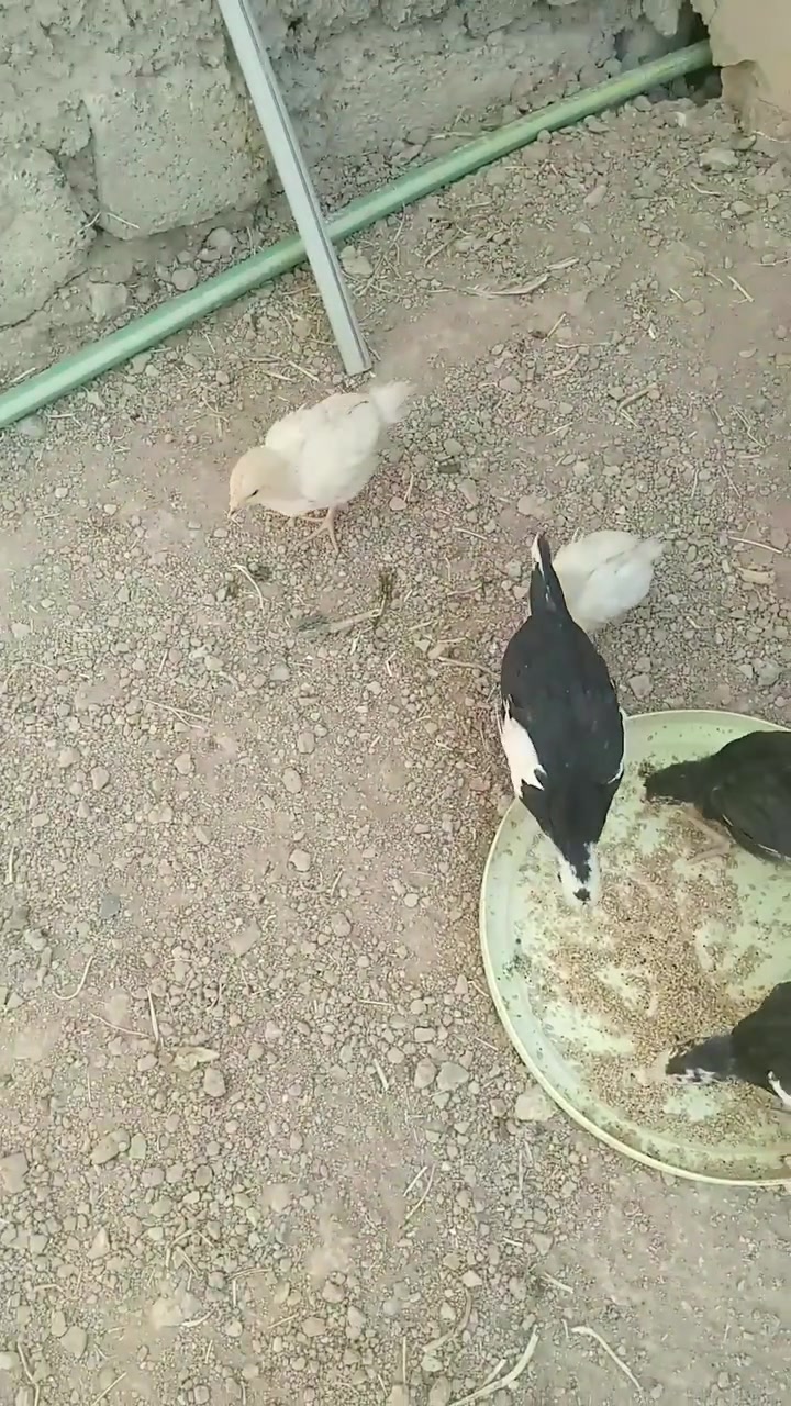 للبيع


**إذا كنت صاحب هذا الإعلان وتريد حذفه لأي سبب، رجاءا أرسل رسالة إلى الدعم الفني**