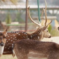 متنزه الزوراء • رمضان • يفتح يوميا 9ص