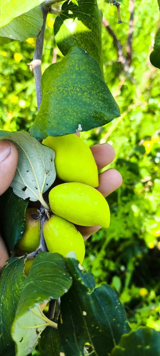 الي يريد تطعيم اشجار النبك يتواصل  *********** قضاء عفك
