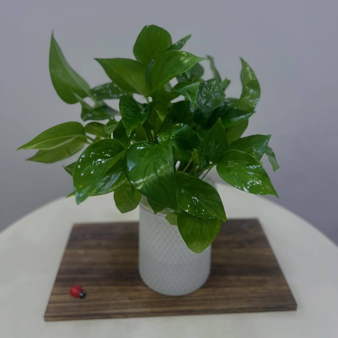 🌿 وصلتنه اليوم نباتات جديدة 🌸
تشكيلة حلوة ومميزة للبيت والحديقة 💚
الكمية محدودة، الحق واحجز 🌱

📩 راسلنه خاص
#مشتل


**إذا كنت صاحب هذا الإعلان وتريد حذفه لأي سبب، رجاءا أرسل رسالة إلى الدعم الفني**