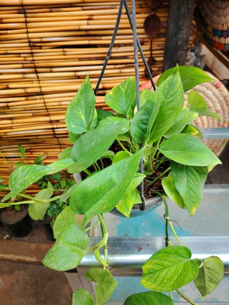 🪴لبلاب متدلي🪴
نبات ضلي داخل البيت، قوي وسريع النمو
يتكاثر عن طريق بالتجذير المائي ♻️
السعر ٧٠٠٠ دينار فقط 💥
للطلب و إلاستفسار الاتصال على الرقم التالي *********** 📲
يوجد توصيل داخل الكوت فقط 🚕
