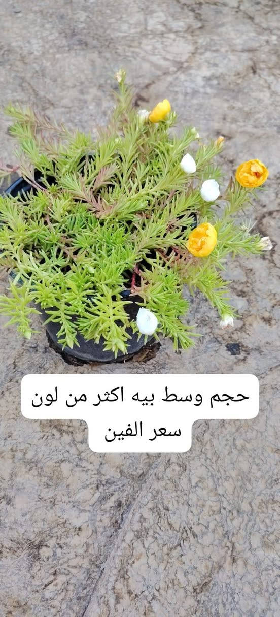 توصيل داخل النجف فقط للاستفسار***********
