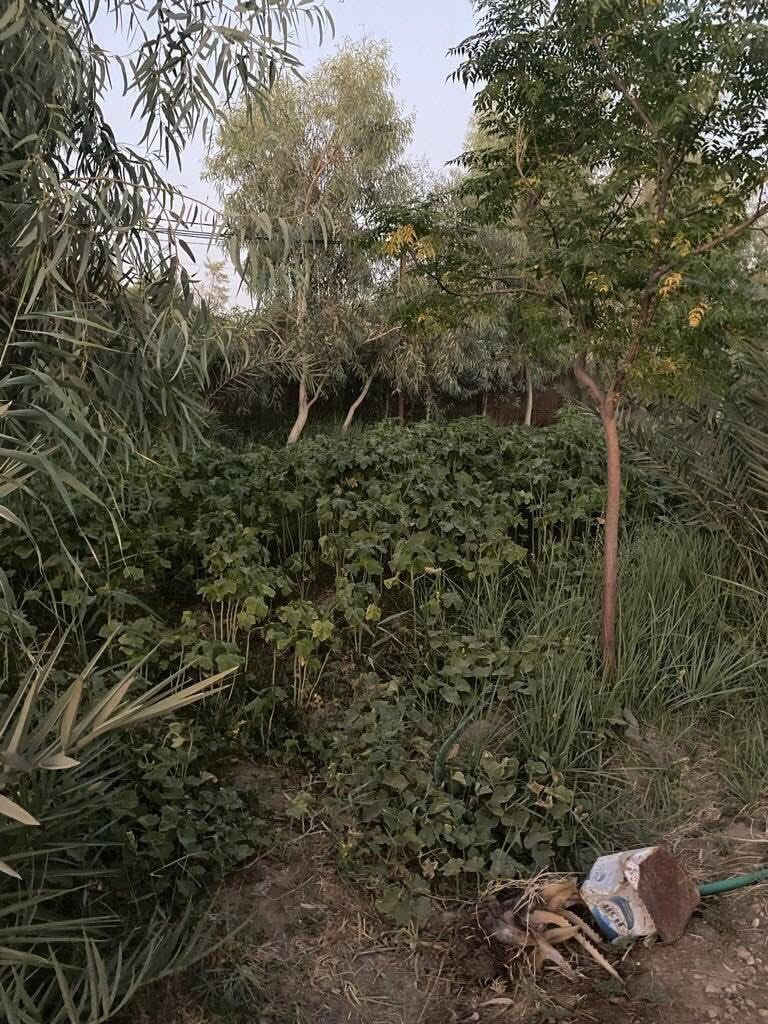 السلام عليكم مزرعة دونم للبيع سند 25 موقع حلوو منطقة هادئة متوفر كافة الخدمات  ماء كهرباء ركن  على شارع تبليط   مزروع اشجار رمان نخيل كالبتوز زيتون محمية دواجن 
الموقع : سنيه سياحي قرب مشروع ماء السنيه رقم 7 نزلة التبليط على جهة اليمين
للتواصل : ***********
