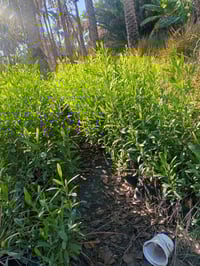 ددونيا عراقيه متر واقل 600 دينار فقط العنوان كربلاء قضاء الحسينيه منطق...