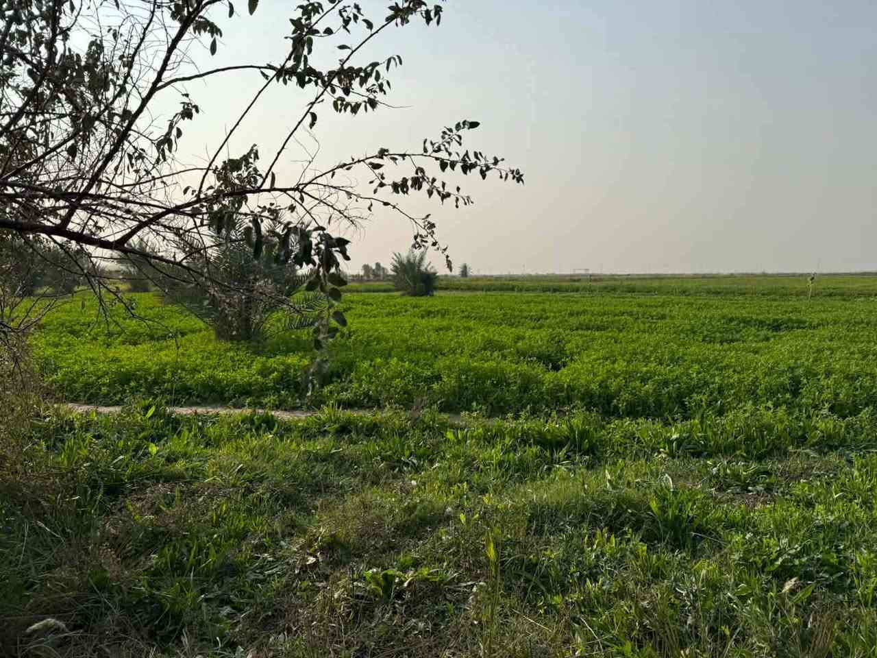 السلام عليكم ورحمة الله
ارض زراعيه للبيع المساحه 7دونم عقد117   م تتوفر جميع الخدمات إسالة ً

كهرباء ماء سقي تبعد عن الشارع العام 150 م 
المكان صويره طرق المطار سعر الدونم الواحد 23بيه مجال

للاستفسار اكثر /. ***********
