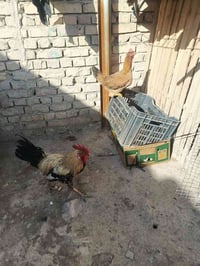 ديك • دجاج بياضات • المحاويل