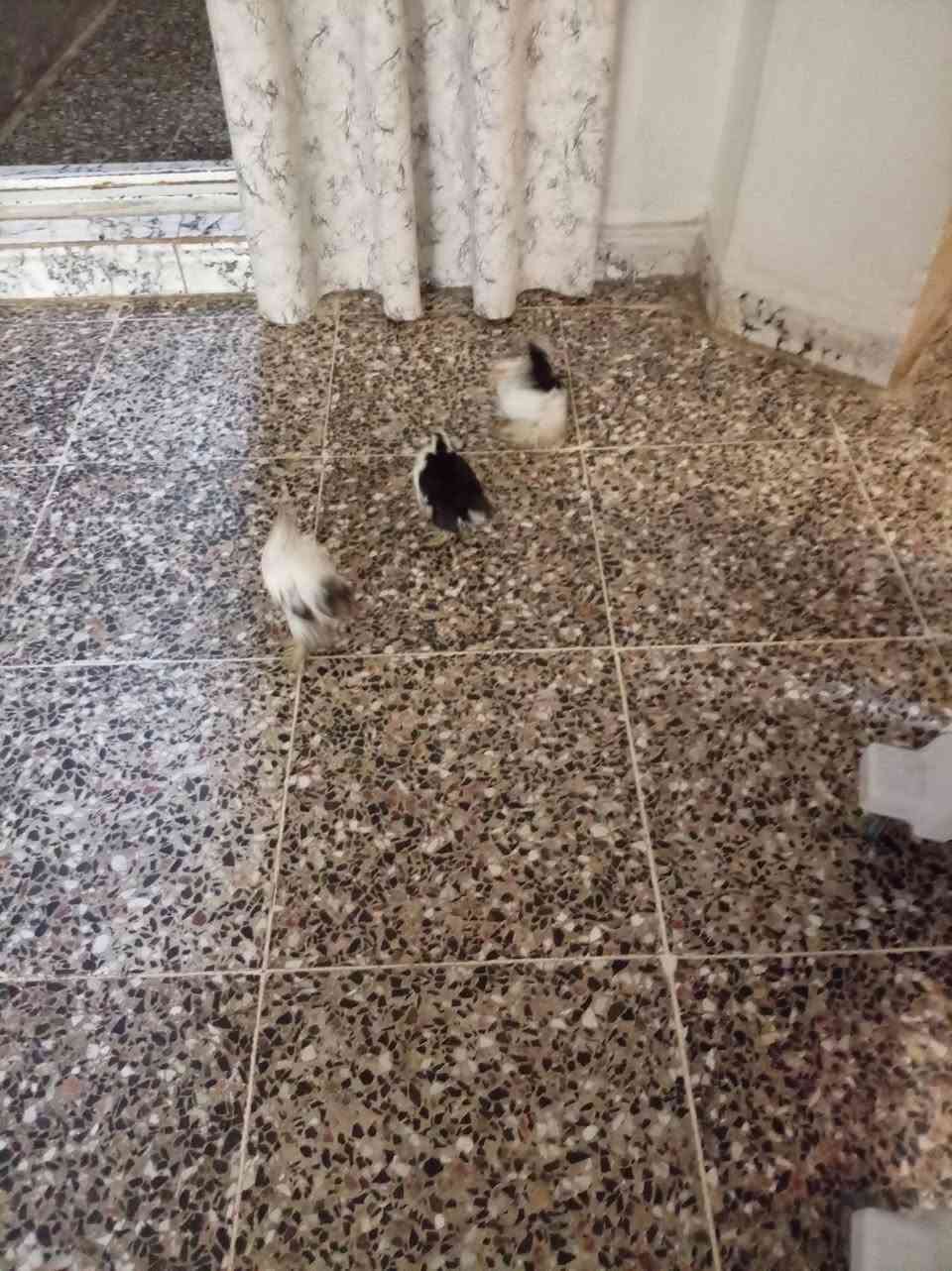 عدد ٣ كوشن خط اول بلاك موتد وبورسيلان ٧٥ الشعله ***********
