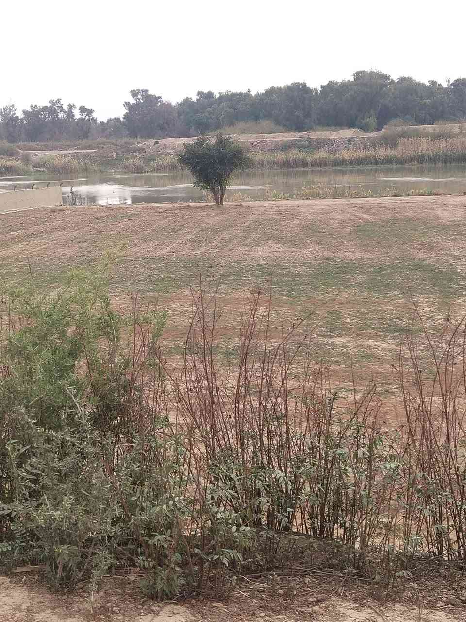 دونم عقد زراعي واحد فقط على الشط واجهه الأرض ٣٨ متر في واسط حي الحكيم قرب المجسر الميناء ومتوفر فيها كهرباء السعر ٣٨ ترهم حقول دجاج ترهم حقول عجول وترهم سكن او متنفس الاتصال على صاحب الأرض الحاج ابو عزام الواسطي ***********
