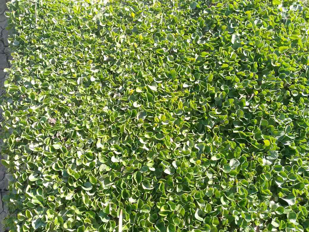 من رخصة الادمن المحترم 
ثيل بأنواعه كافه واصل بالفين 
***********
***********
